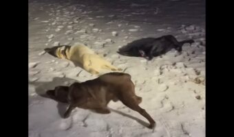 楽しい雪遊び!3匹のイヌたちが大はしゃぎする姿が無邪気でかわいすぎる!【アメリカ・動画】