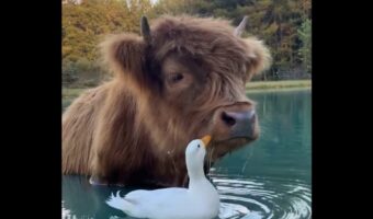 アヒルは目の前の大きなハイランド牛が気になる?顔をツンツンしたり追いかけたりと大忙し!【アメリカ・動画】