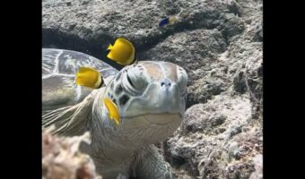 極上のスパにご満悦？キュートな魚たちにお掃除してもらってウットリ顔のカメ【海外・動画】