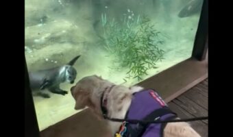ゴールデンレトリバーがひとめぼれ!?水槽の前に張りついて熱心に見つめるそのお相手は・・カワウソ!?【アメリカ・動画】