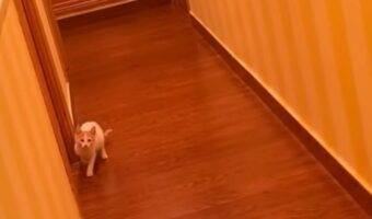 だるまさんがころんだ!飼い主さんとネコの見ていても楽しい遊び!【海外・動画】