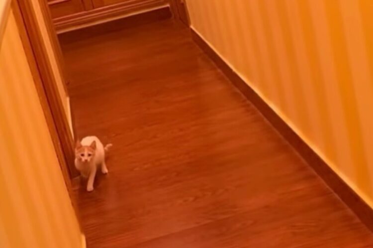 だるまさんがころんだ！飼い主さんとネコの見ていても楽しい遊び！【海外・動画】