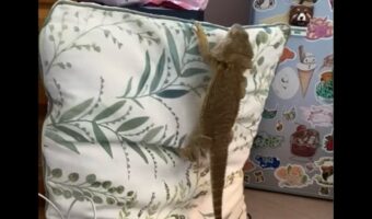 ジャンプしたら壁が倒れてきた！？フトアゴヒゲトカゲがよじ登ろうとした場所は・・クッション！？【海外・動画】