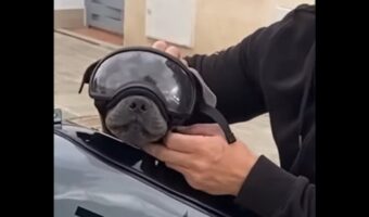 子犬とドライブ!最高のタンデムシートに座ってカッコいいゴーグルを装着したら・・出発だ!【海外・動画】