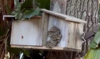 巣箱から顔を出すリスの赤ちゃんたち。ぎゅうぎゅうに重なる姿がかわいすぎる！！【アメリカ・動画】