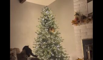 クリスマスツリーのオーナメントが動いた!?と思ったらネコが登っていた!!【アメリカ・動画】