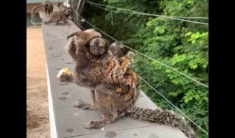 もぐもぐ中のマーモセット。その背中には・・かわいい赤ちゃんたちがギュッと!!【海外・動画】