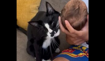 ネコが赤ちゃんにデレデレ!?顔をスリスリしたりじっと見つめる姿が尊い!!【アメリカ・動画】