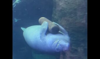お気に入りの丸太をギュッ!抱き枕を抱くようにして泳ぐマナティがかわいすぎる!!【アメリカ・動画】
