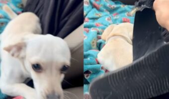 ️楽しく遊んでいたイヌが急にプイッ！差し出された壊れたサンダルに身に覚えがあるのかな？【アメリカ・動画】