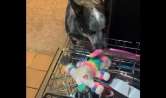 この子もキレイにしてほしい？愛犬がお気に入りのぬいぐるみを食洗機に投入！？【アメリカ・動画】