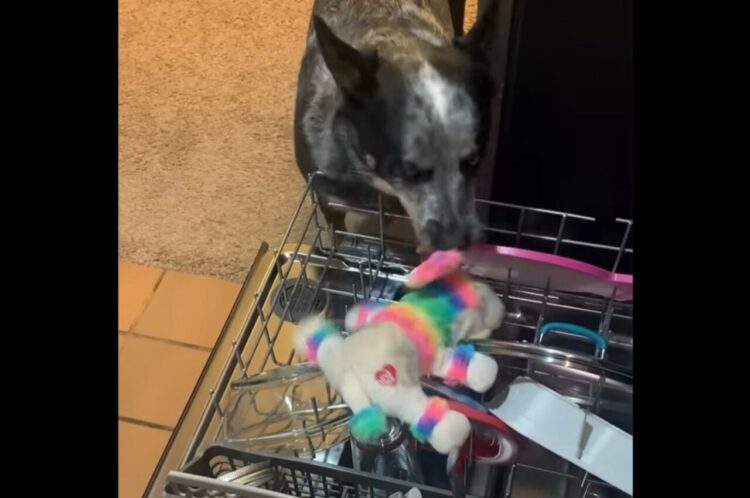 この子もキレイにしてほしい？愛犬がお気に入りのぬいぐるみを食洗機に投入！？【アメリカ・動画】