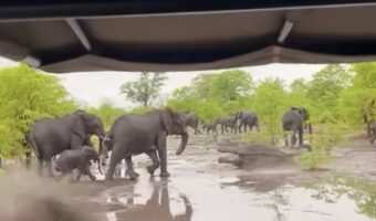 ぬかるみを歩いていたゾウにアクシデント!?サファリツアー参加者はレアだけど気まずい瞬間を目撃!!【海外・動画】