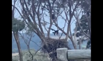 風を利用して飛ぶ練習に励むワシのヒナ。頑張るその姿に声援を送りたくなる！【海外・動画】