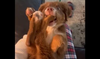 これはなに?初めて自分の「つま先」を発見した子犬のリアクションがかわいすぎる【アメリカ・動画】