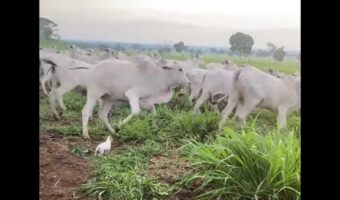 将来有望!?ジャックラッセルの子犬がウシたちを追い回して牧畜犬としての才能を発揮!【海外・動画】