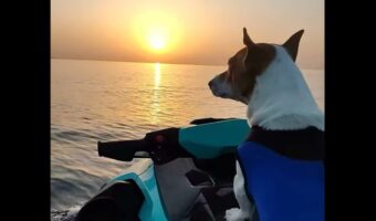 夕陽に向かって走るジェットスキー。同乗している愛犬も美しい光景に感動？【海外・動画】