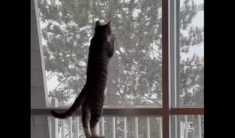 初めて見る雪に子猫は大興奮!触れようと夢中でおててを伸ばしてる!!【海外・動画】