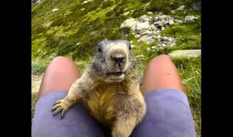 ハイキング中にまさかの出会い!野生のマーモットに懐かれちゃった!?【海外・動画】