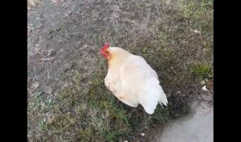メンドリがくつろいでいる、と思ったら・・。お腹の下からかわいい子たちがゾロゾロと姿を現した!?【アメリカ・動画】