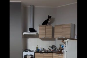 レンジフードの上にネコが移動したと思ったら。キッチンキャビネットの上にいるのは・・ネコじゃない？！【海外・動画】