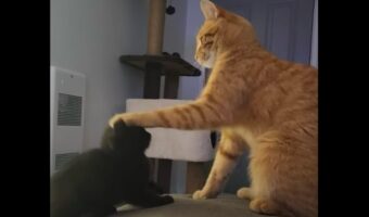 ネコがおててで牽制!弟に振る舞い方を教育するお兄ちゃん【海外・動画】