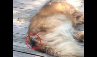 お昼寝している愛犬の背中にくっついている小鳥。せっせとモフモフな毛をついばんでいるの?【アメリカ・動画】