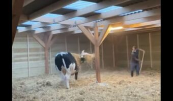 まるで大型犬!?藁をかけられて大はしゃぎするのかわいい子は・・巨大なウシ!!【海外・動画】