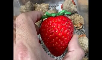 イチゴの置物かなと思ったら・・。この置物をお家にしている子がいるのが裏返して判明!!【海外・動画】
