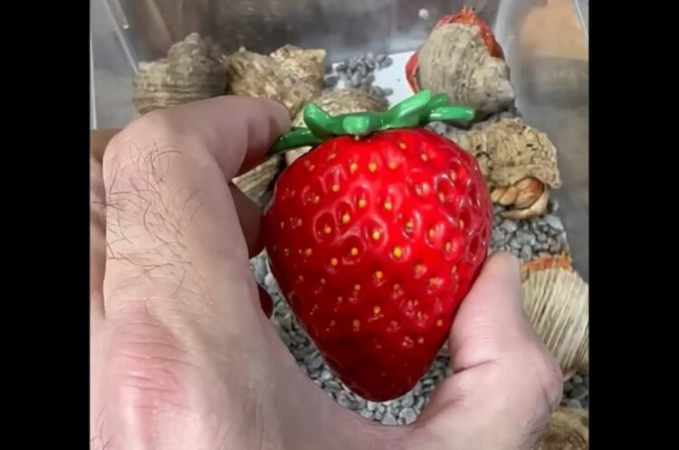 イチゴの置物かなと思ったら・・。この置物をお家にしている子がいるのが裏返して判明！！【海外・動画】