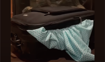 シャツがスーツケースに吸い込まれていく？！開けてみると・・中にはかわいいがいっぱいだった！！【アメリカ・動画】