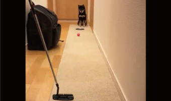 柴犬が見守るパター練習。ショット後の行動に反響「かわいい!かしこい!」「ボールを戻してくれるから自動ゴルフ」