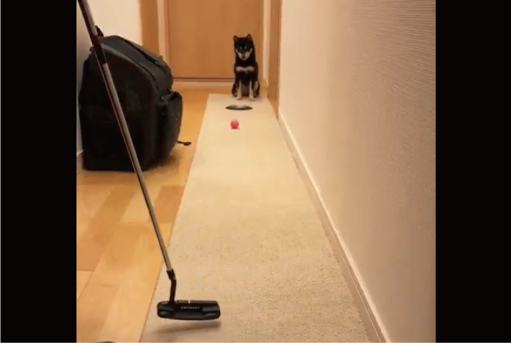 柴犬が見守るパター練習。ショット後の行動に反響「かわいい！かしこい！」「ボールを戻してくれるから自動ゴルフ」