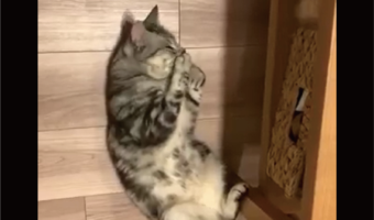 おててを握りしめて寝ているネコがかわいいと話題に。床暖房があたたかくて気持ちいいみたい！！「あったかそうでかわいい」「ヘソ天肉球ギュッ」