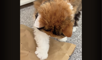 紙袋をオモチャにして遊ぶネコ。その紙袋をよく見ると驚きの事実が判明！？【海外・動画】