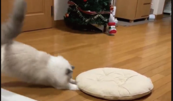 座布団の下に潜りこもうとしたラグドール。愛猫の行動に反響!「何かを伝えに来る姿もかわいい」