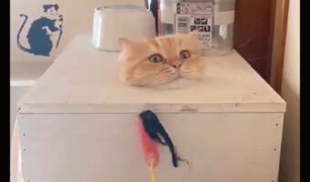 釣果はネコ!?ニュッと生えてきた様子に反響「キノコのように生えてきた」「呼んだかにゃ?って感じ」