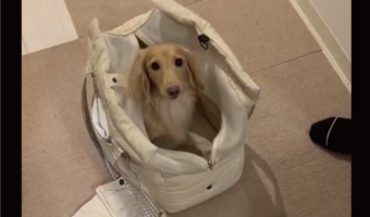 お出かけの準備が爆速で終わる犬が話題に!「お利口すぎます」「最後のちょこんとした顔がもうたまらんっ!」