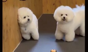 ビションフリーゼが壁になりきっている？「遊ぼ！」アピールを拒む姿が話題に