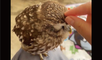 フクロウはナデナデしてもらい待ち中！「はよ！ナデナデしなしゃい！」「かわいいが止まらない」