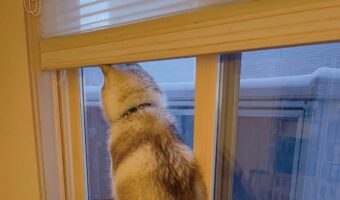 窓辺に座るシベリアンハスキー。その座り方が話題に！「スポッてハマってる」「すごい体幹」