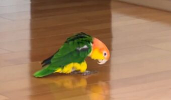 バックステップで移動するシロハラインコ。家具にぶつからないように歩く姿に「すごい器用」「前歩きに切り替わるところもかわいい」