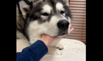 信頼の証?飼い主さんの手にすべてを委ねてあご乗せをしているアラスカンマラミュートに「あご乗せがかわいい」「噛んでる?って思ったら乗せてた」