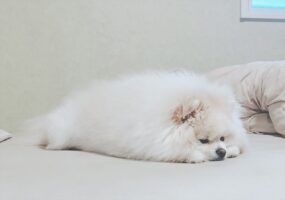 まるでアザラシ！？ポメラニアンが横になった姿に反響！「おててとあんよはどこに！？」「ベッドに打ち上げられたんだね」