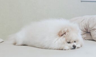 まるでアザラシ!?ポメラニアンが横になった姿に反響!「おててとあんよはどこに!?」「ベッドに打ち上げられたんだね」
