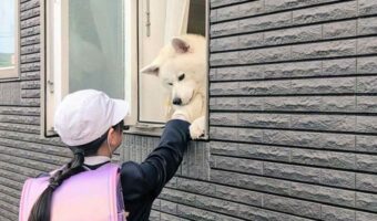 窓から外に身を乗り出す秋田犬。その様子を中から見たらビックリ！実はその場にもう一頭！？「差がすごい」「踏み台にされているのかと思いました」