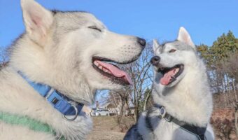 幸せそうな表情を浮かべているハスキー犬たち。微笑ましい光景に「良い笑顔」「幸せな気持ちになりました」と反響