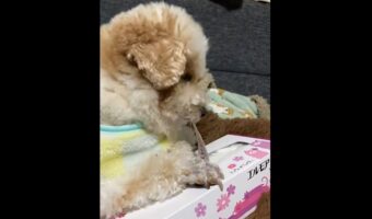 トイプードルはティッシュ箱を開けるのがうまい!?「ちゃんと取れてる」「手で押えちゃってるのがかわいい」