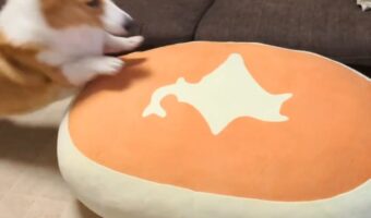 大ジャンプしたつもりかな?全然飛べてないコーギーに「気持ちは伝わってきた」「精一杯のジャンプがかわいい」