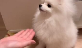 ポメラニアンが披露した「お手」にビックリ!かわいすぎる両手のお手が話題に「無限に見ていられます」「うちの子にもやらせたい」